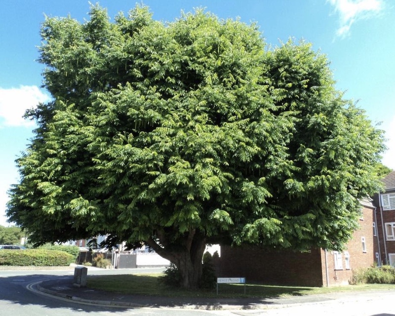 Caucasian wingnut tree