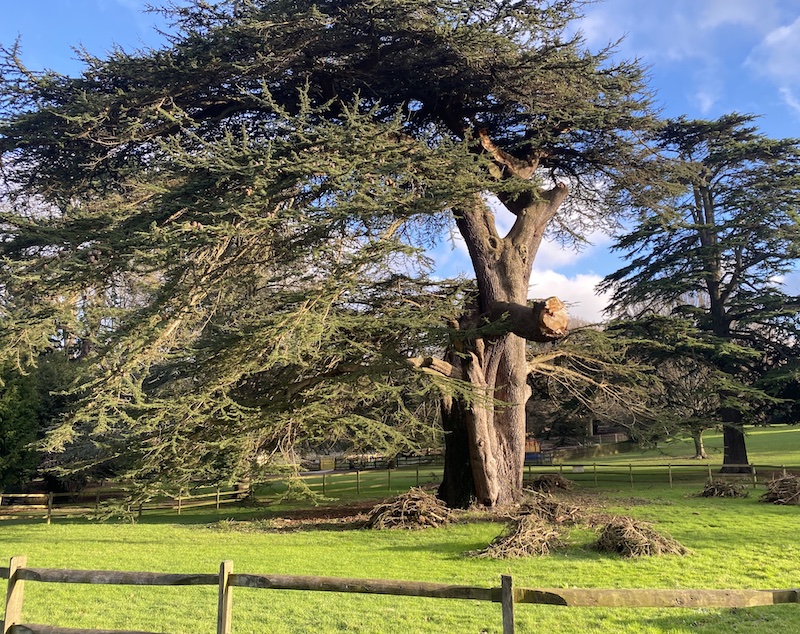 Cedar of Lebanon tree