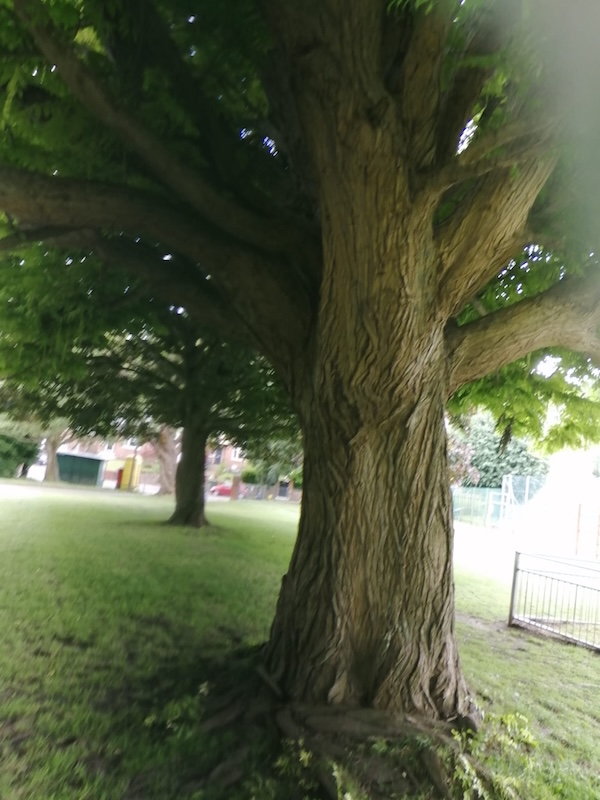 Elmsvale tree 1
