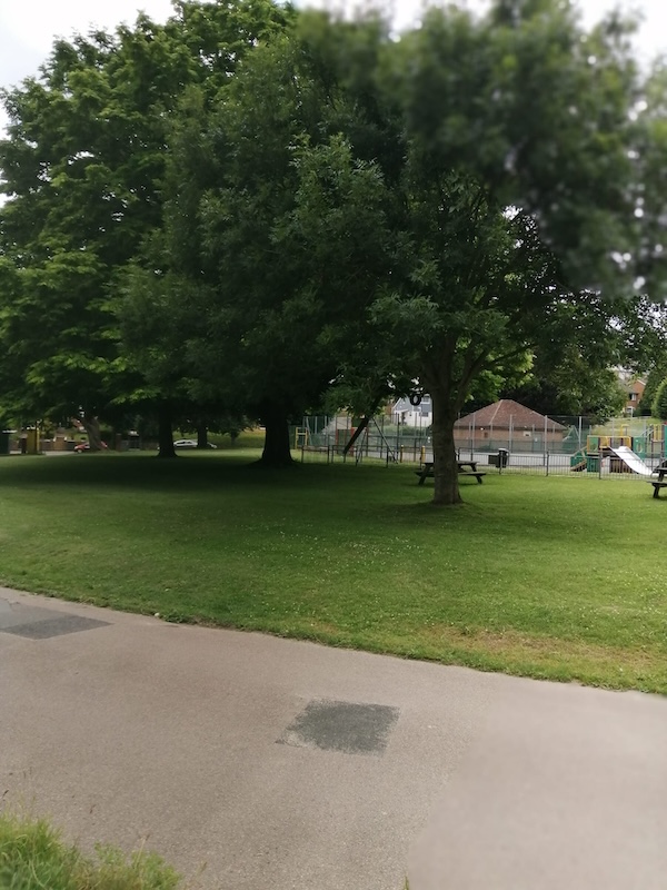 Elmsvale tree 2