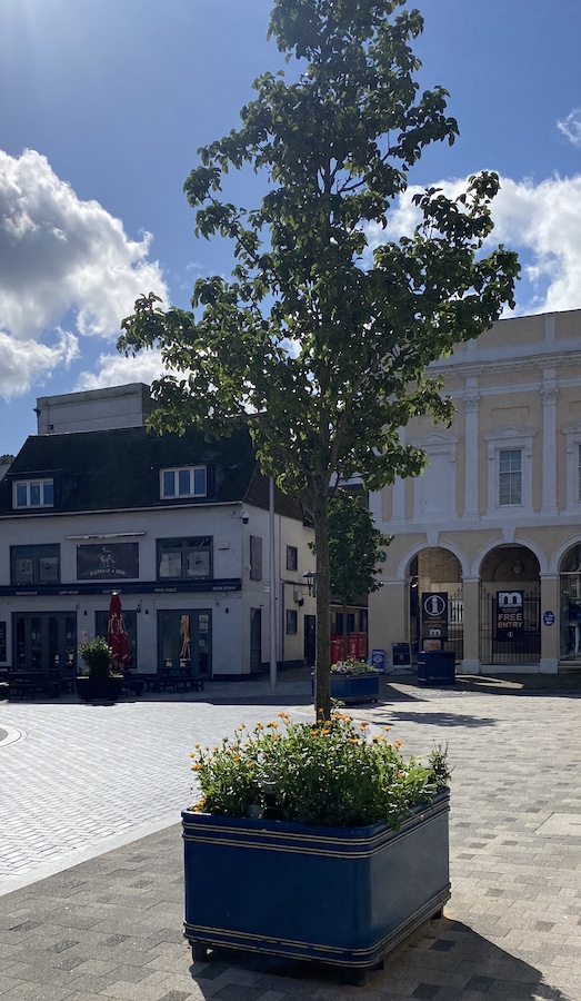 Tree Market Square 2