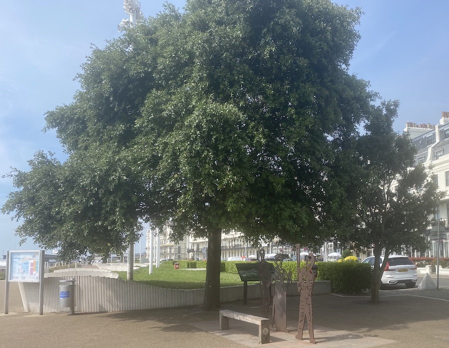 Tree on Sea front 1