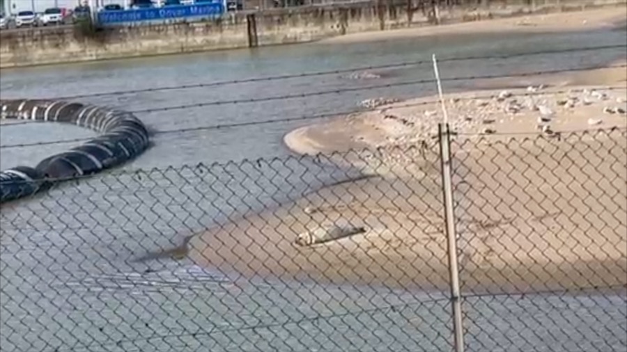 Seal lying on sand bank in the Granville dock